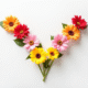 Arrangement floral en V sur fond blanc lumineux